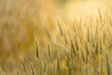 Fototapeta premium Close up of ripe wheat ears in autumn wheat field