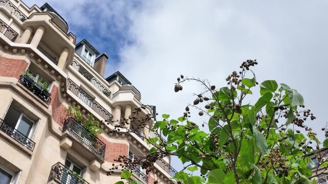 Low Angle View of Haussmann Architecture and Green Foliage in Paris