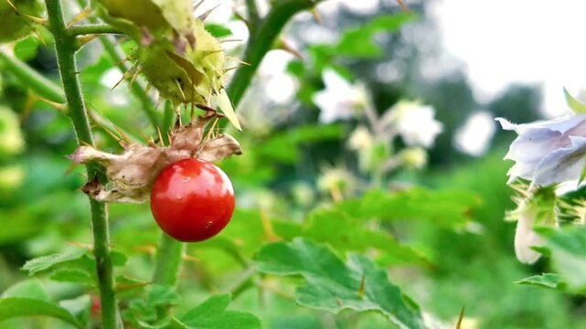 Grafting of Eggplant (Solanum melongena L.) with Wild Bitter Eggplant on Cultivated Vegetable Plant in Agricultural Nursery