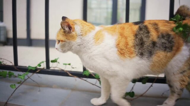 Tricolor calico cat walking along metal fence in slow motion outdoor footage.