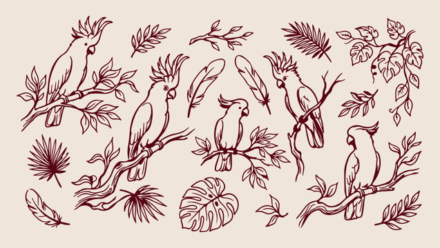 Cockatoo tropical bird, exotic forest sketch, minimal bird art, clean wildlife illustration, modern jungle design, isolated bird vector, premium tropical background, organic design print
cockatoo, tro