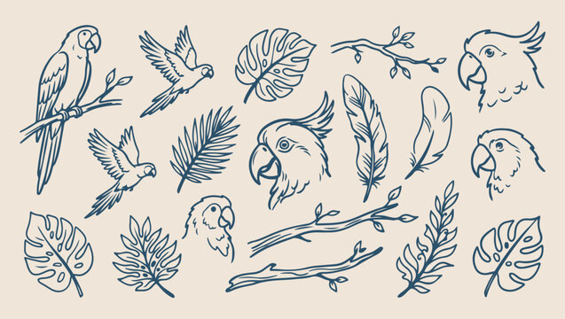 Parrot jungle bird, tropical nature sketch, minimal parrot art, clean avian illustration, modern jungle design, isolated parrot vector, premium tropical background, organic design print
parrot, jungle