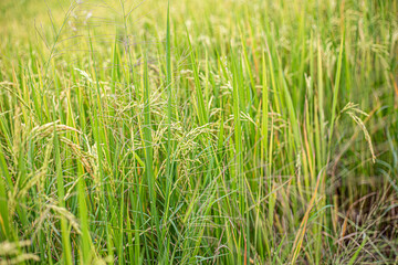 Fototapeta premium Farm-Direct Thai Rice Panicles: A Tribute to Thai Food Quality.