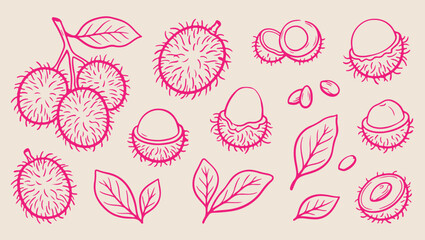 Rambutan fruit tropical pattern, fresh exotic harvest sketch, minimalist berry illustration, clean food background, modern fruit texture, isolated tropical vector, premium kitchen wallpaper, summer fr © Geetaroy