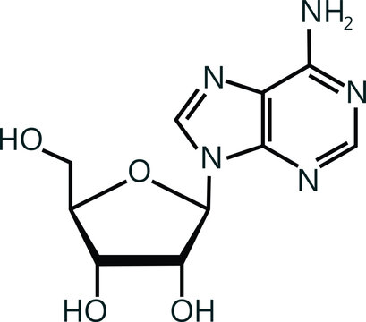 Adenosine (Ado) purine nucleoside molecule structure. Chemical structure of Adenosine (C10H13N5O4). Skeletal formula. Drug chemical molecule. flat style.