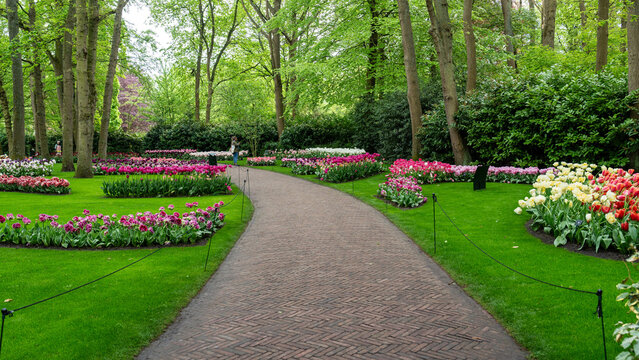 Garden Path Panorama at Keukenhof