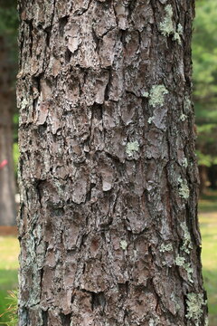 Pitch Pine Bark Texture in Hokkaido Forest