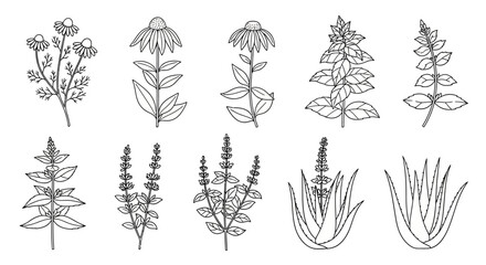 A collection of various plant illustrations. © Malikmagak
