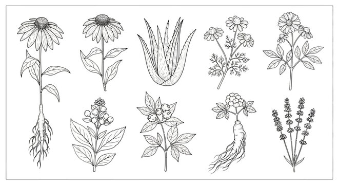 A collection of various flower illustrations.