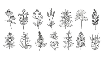 A collection of various plant species and herbs. © Malikmagak