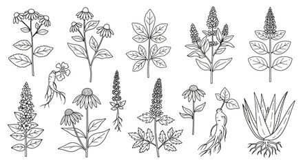 Fototapeta premium Collection of various plant species illustrations.