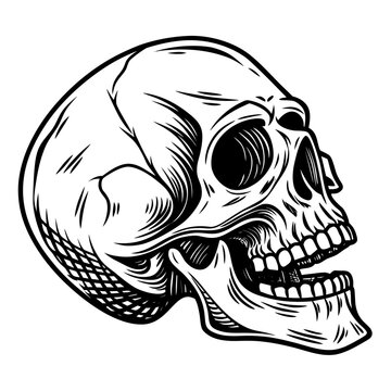 Anatomical human skull profile with open jaw and detailed bone texture hand drawn engraved style isolated on white background for tattoo and design