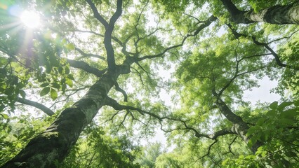 Fototapeta premium The sun shines through the lush green leaves of a large tree in a forest.