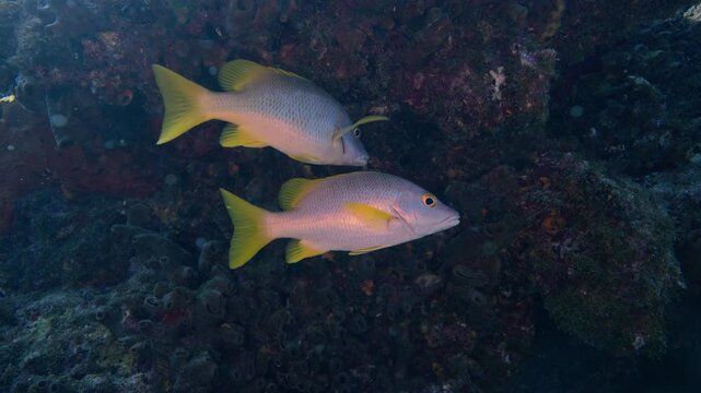 Two schoolmaster snapper fish in a coral reef wall in Florida Keys