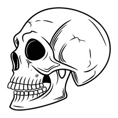 Minimalist vector line art of human skull in profile showing detailed teeth and cranial structure for medical or artistic purposes on plain background © A