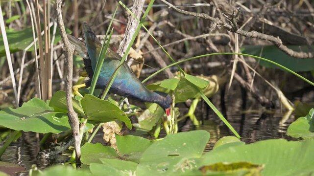 Purple gallinule catching a grub from a lily pad stem in the Everglades