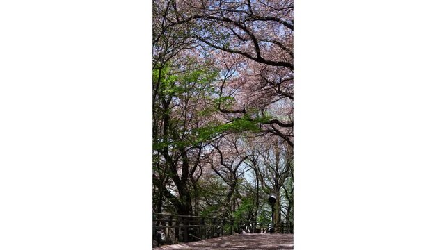 I walk through the large cherry trees.아름드리 벚나무사이로 걸어갑니다.