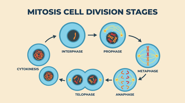 Mitosis Cell Division Stages Diagram