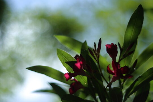 鮮やかに咲く、キョウチクトウの花 / Nerium oleander flowers blooming in the dark shade