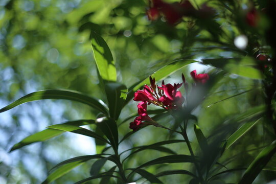鮮やかに咲く、キョウチクトウの花 / Vibrant nerium oleander flowers with green bokeh background