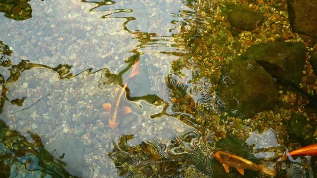 There are carp swimming in a small pond.작은 연못에 잉어가 헤엄치고있습니다.