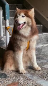 Fluffy alaskan malamute dog sits patiently on stairs in this charming domestic animal motion video clip