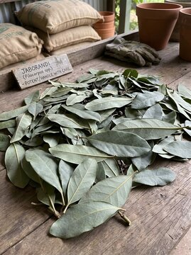 Jaborandi Leaves (Pilocarpus spp.) Spread on Wooden Table in Greenhouse &mdash; Medicinal Plant Botany and Pilocarpine Source