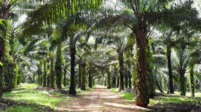 Palm Trees Plantation Agriculture 3