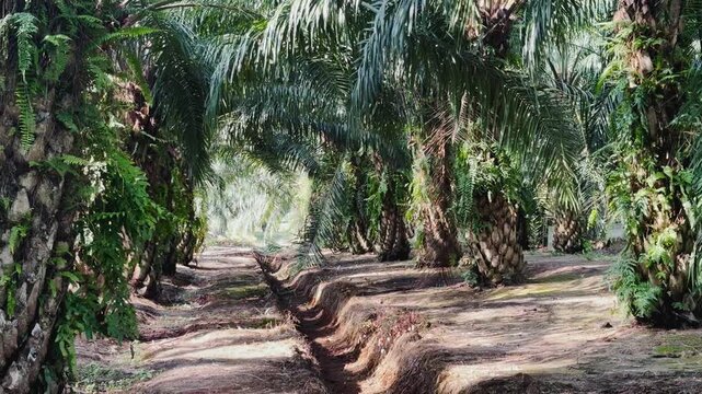 Palm Trees Plantation Agriculture 4