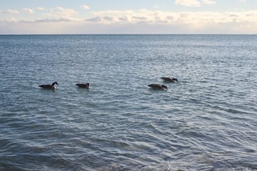 Fototapeta premium Four Canada Geese Float On Clear, Blue Water Under A Sky With Thick, Scattered Clouds
