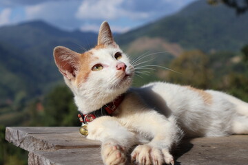 cat  © Baitong