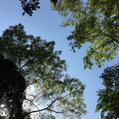 Fototapeta premium trees and sky