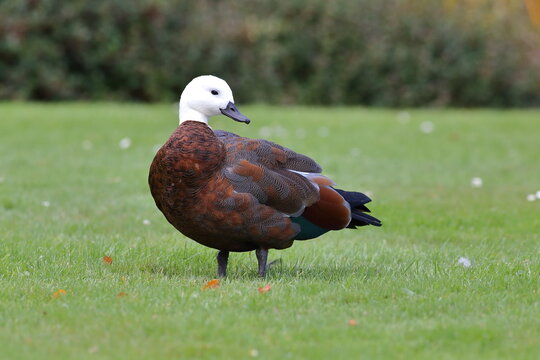 Female Paradise Shelduck standing on grass in New Zealand
