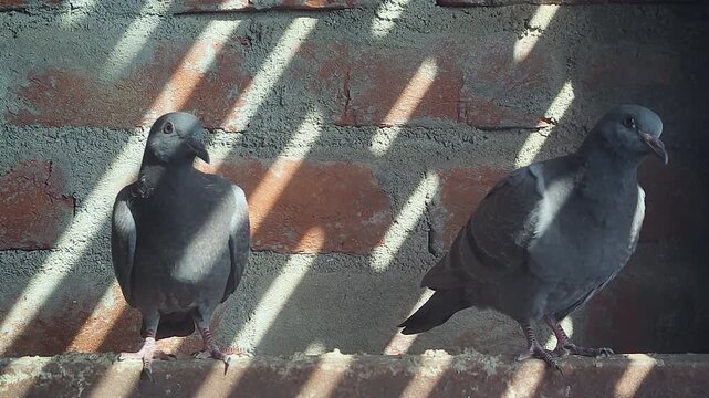 Urban pigeons resting on rooftop ledge with dramatic striped shadows on weathered brick wall. Ideal for city life, wildlife, documentary, and street culture projects.