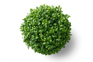 Fototapeta premium A round, dense green plant with vibrant leaves, isolated on a white background.