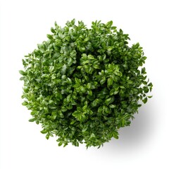 Obraz premium Top view of a lush, round green shrub with dense foliage isolated on a white background.