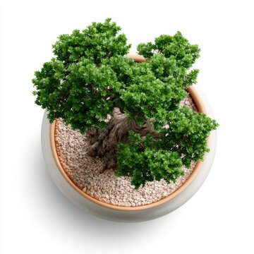 Top view of a small bonsai tree with lush green leaves planted in a round wooden pot filled with soil.
