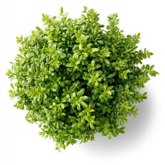 Obraz premium A top-down view of a lush, dense green plant with small, vibrant leaves clustered tightly together against a white background.