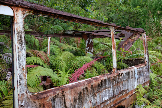 Closeup abandoned van overgrown with fern plants in Panguna mine town in Bougainville, Papua New Guinea