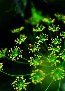 st patrick background
