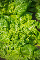 Fototapeta premium Fresh leafy green lettuce growing in a vibrant garden setting.