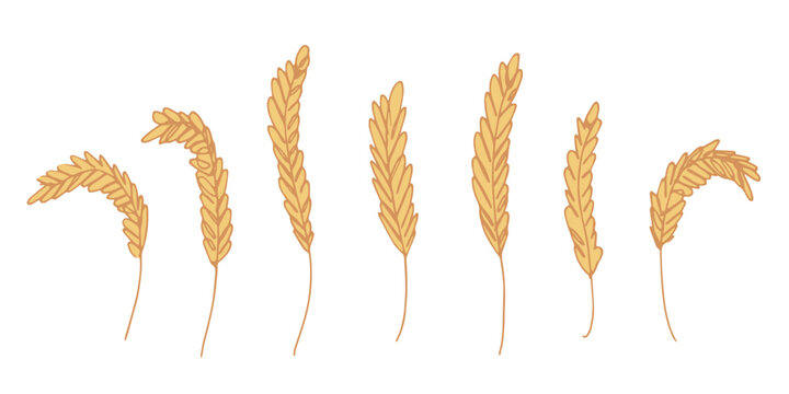 Set of hand drawn cereal wheat oat rye barley rice ears spikelet clipart Organic wheat bread agriculture farming harvest healthy food Single element for design print packaging label decor
