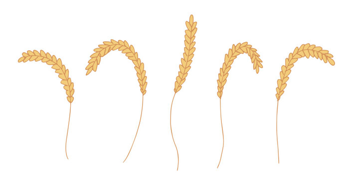 Set of hand drawn cereal wheat oat rye barley rice ears spikelet clipart Organic wheat bread agriculture farming harvest healthy food Single element for design print packaging label decor