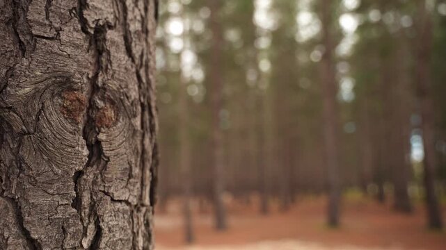 Tranquil view of a pine forest in autumn, featuring tall, leafless trees.
