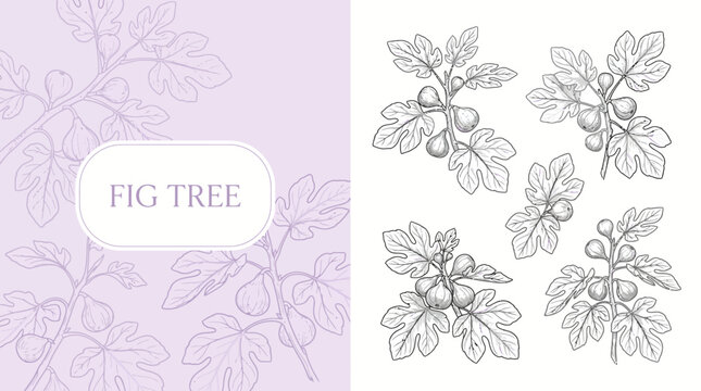 Elegant botanical illustration of a fig tree pattern with a soft lavender background and hand-drawn leaves.