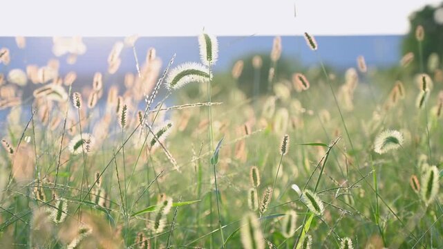 Foxtail Grass Swaying in Sunlight Near Water