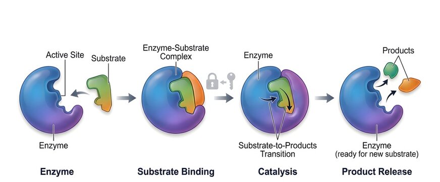 Enzyme Lock and Key Mechanism 3D Medical Infographic