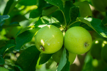 Two ripe green apples hanging on a tree branch with lush green leaves. © Letitia