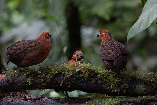 Chestnut Wood Quail (Odontophorus Hyperythrus) in the colombian cloud forest. 
Perdices en las monta&ntilde;as nubladas de Colombia.