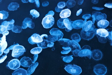 jellyfish in blue water © Sirithida